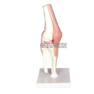 Human Knee Joint Model, Life Size Human Knee Joint Model, Life Size